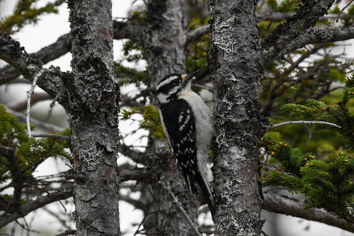 Downy Woodpecker - ML639552823
