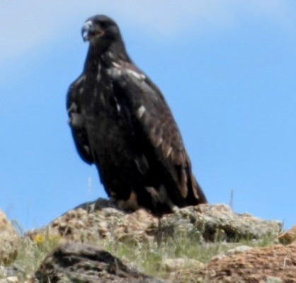 Bald Eagle - ML639552840