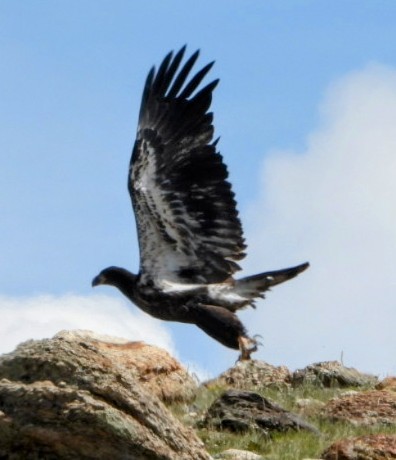 Bald Eagle - ML639552855