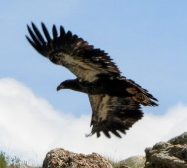 Bald Eagle - ML639552864
