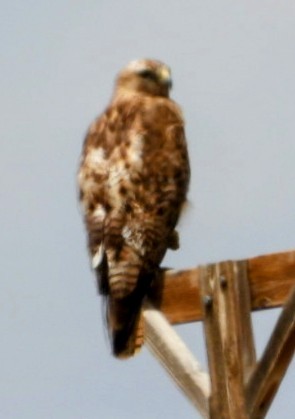 Red-tailed Hawk - ML639552881