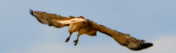 Red-tailed Hawk - ML639552888