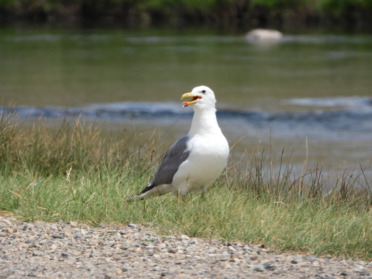 California Gull - ML639552907