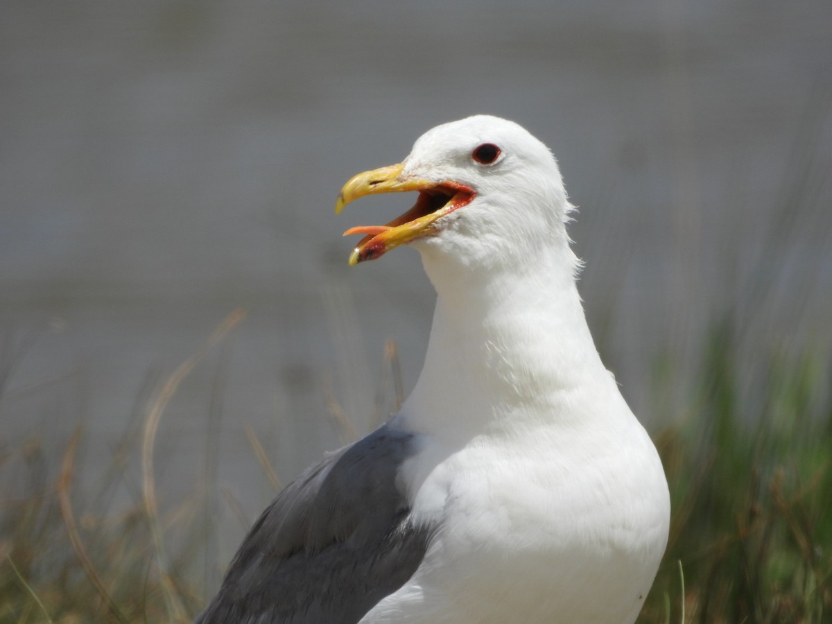 California Gull - ML639552910