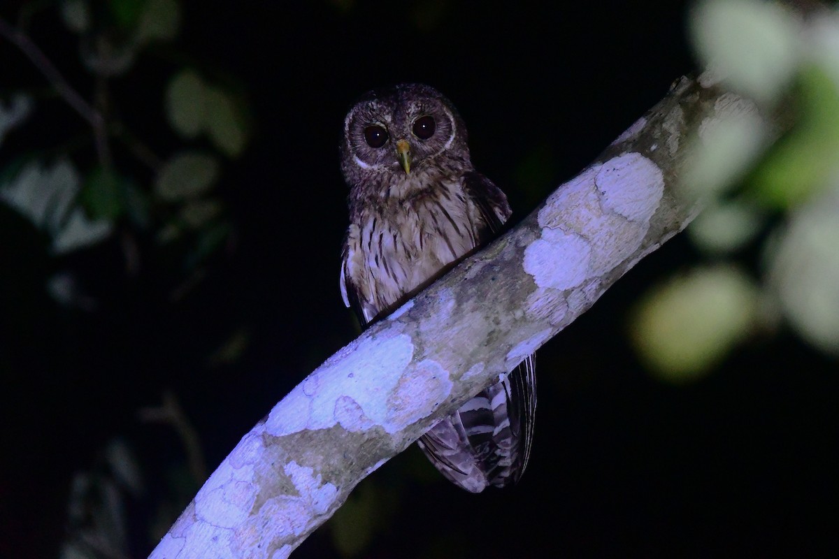 Mottled Owl - ML639552933