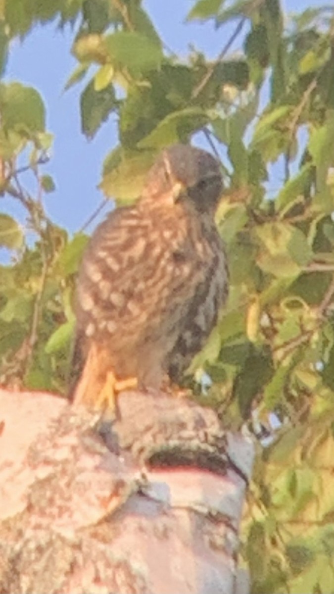 Merlin - ML639552934