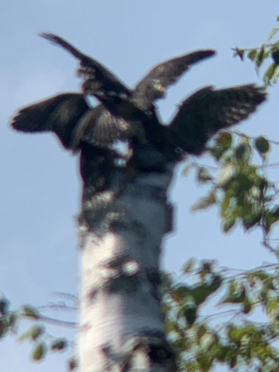 Merlin - ML639552935