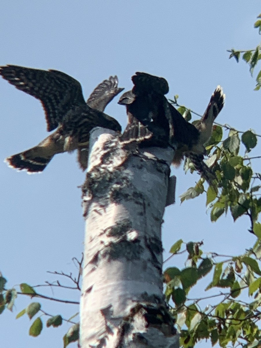 Merlin - ML639552936