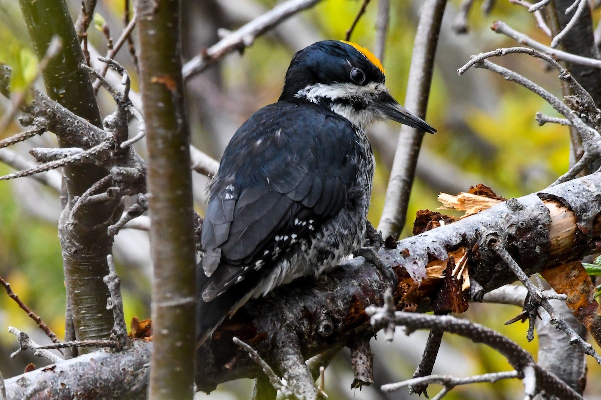 Black-backed Woodpecker - ML639552940