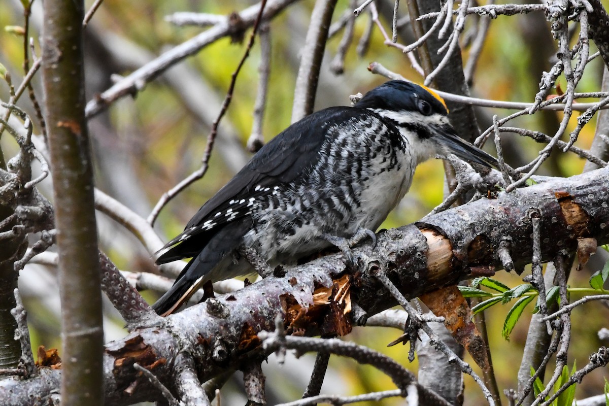 Black-backed Woodpecker - ML639552941