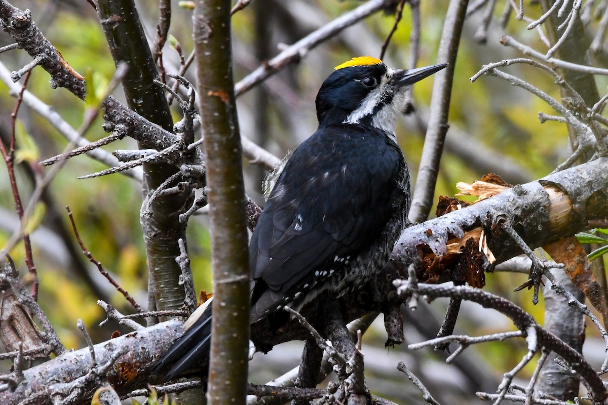 Black-backed Woodpecker - ML639552943