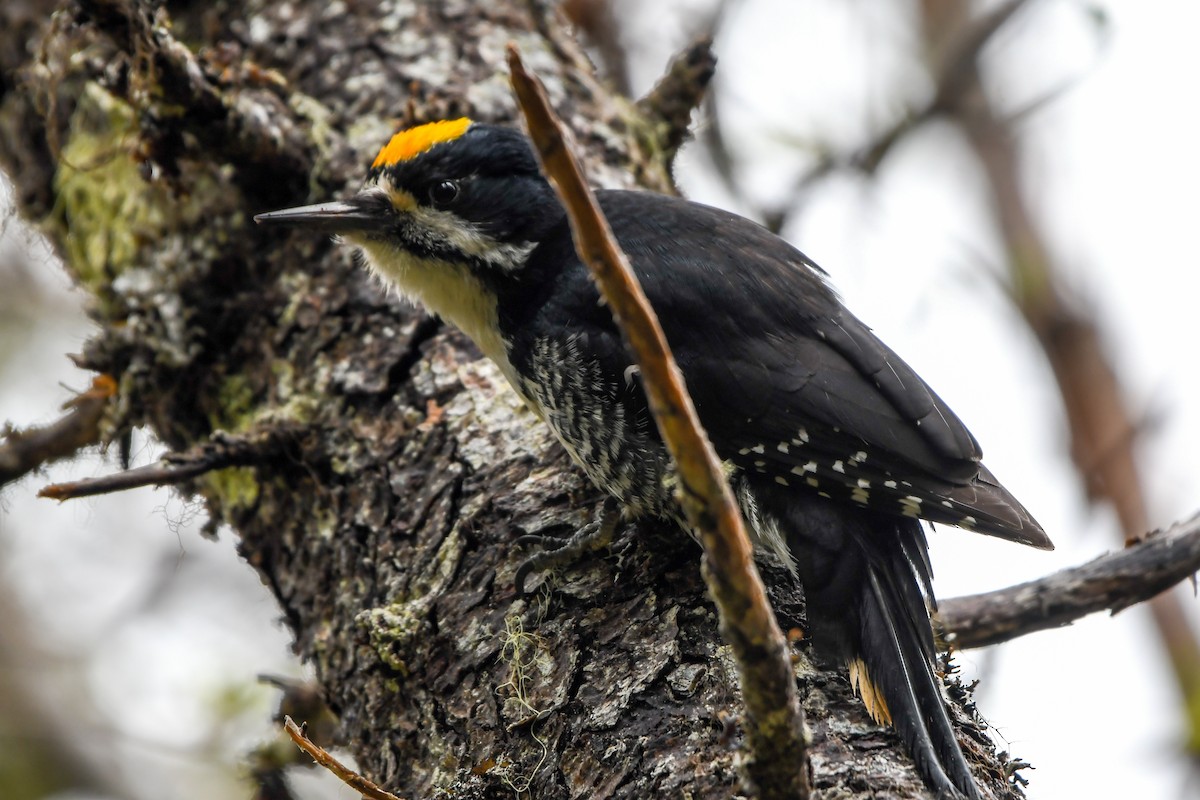 Black-backed Woodpecker - ML639552944