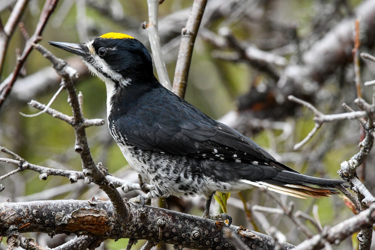 Black-backed Woodpecker - ML639552945