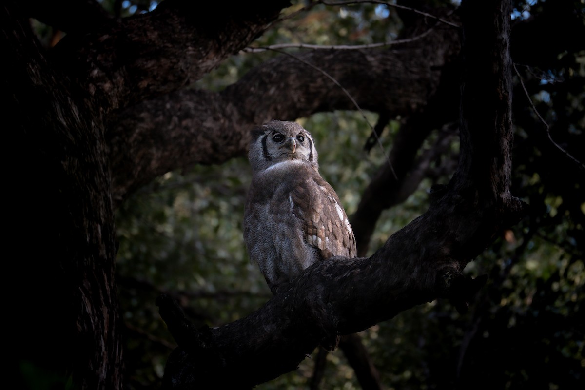 Verreaux's Eagle-Owl - ML639553045