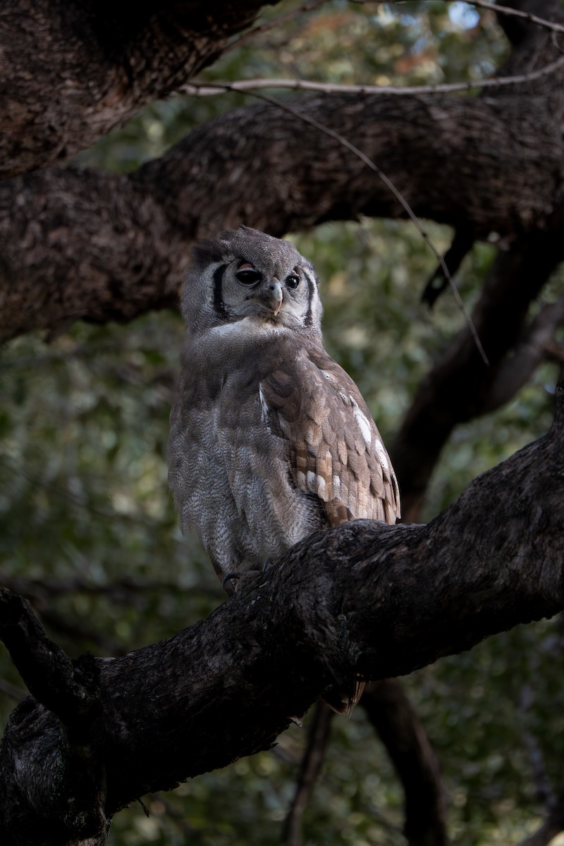 Verreaux's Eagle-Owl - ML639553046