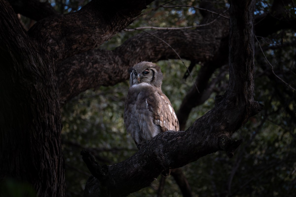 Verreaux's Eagle-Owl - ML639553047