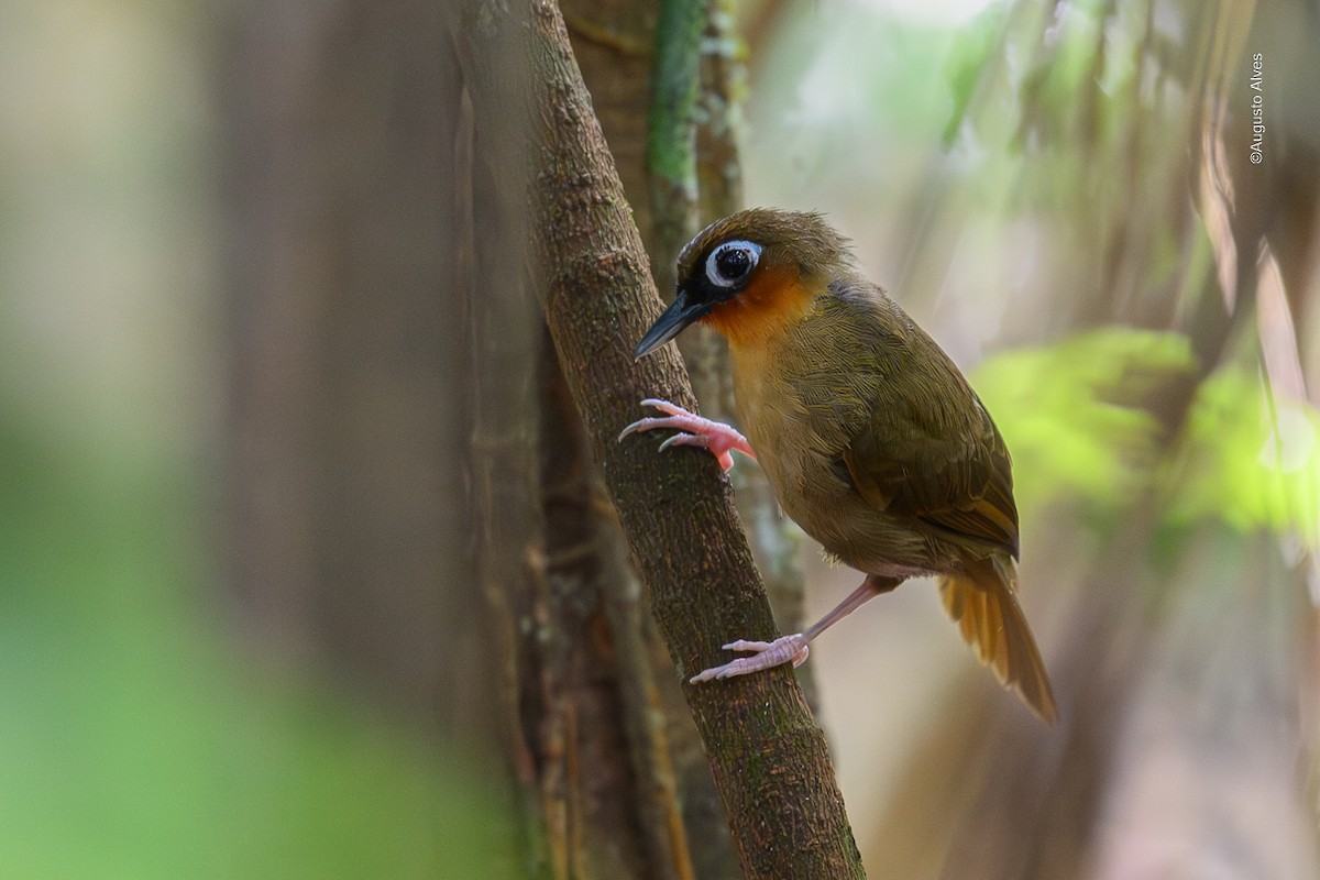 Rufous-throated Antbird - ML639553111