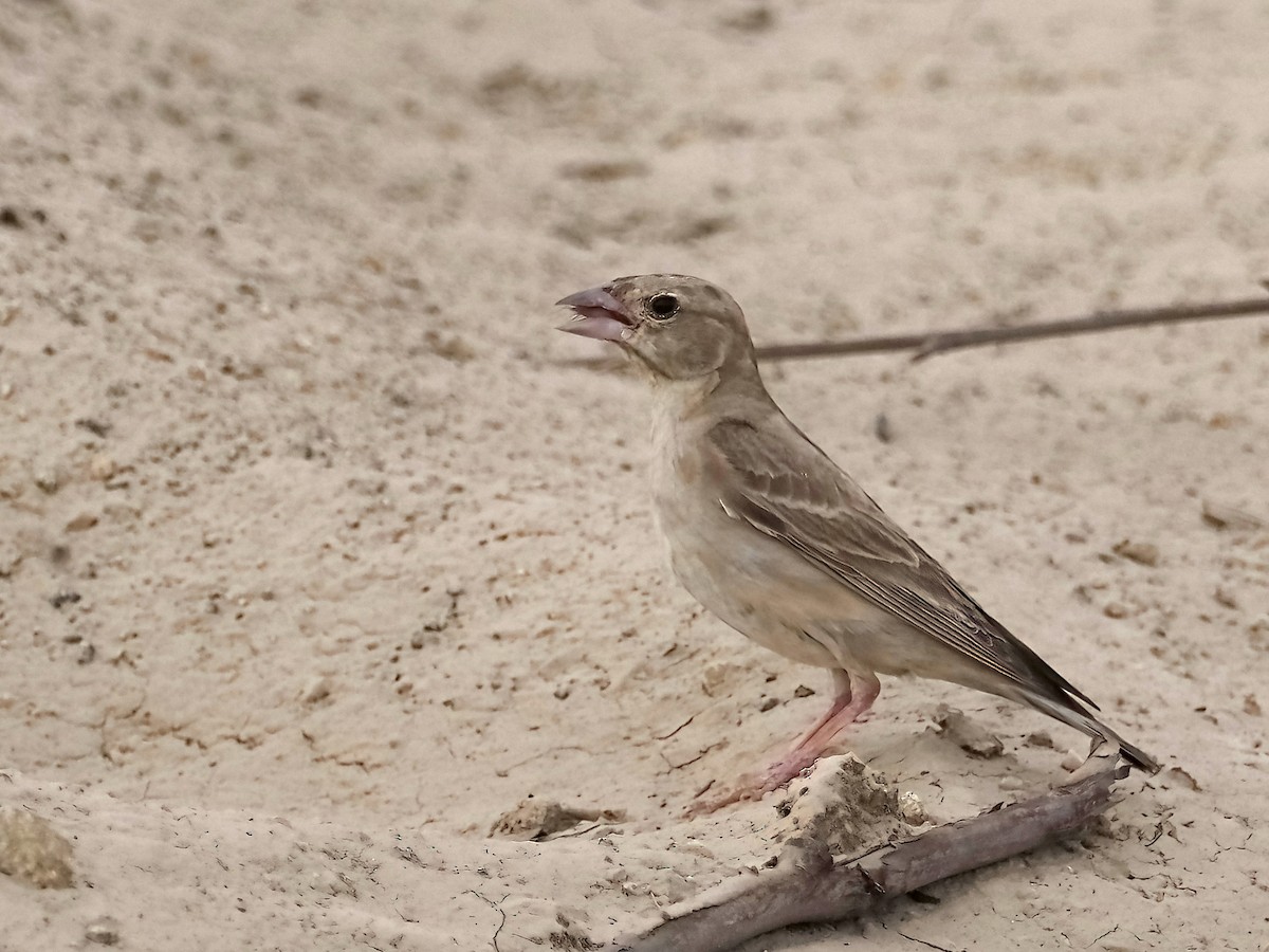 Pale Rockfinch - ML639553127