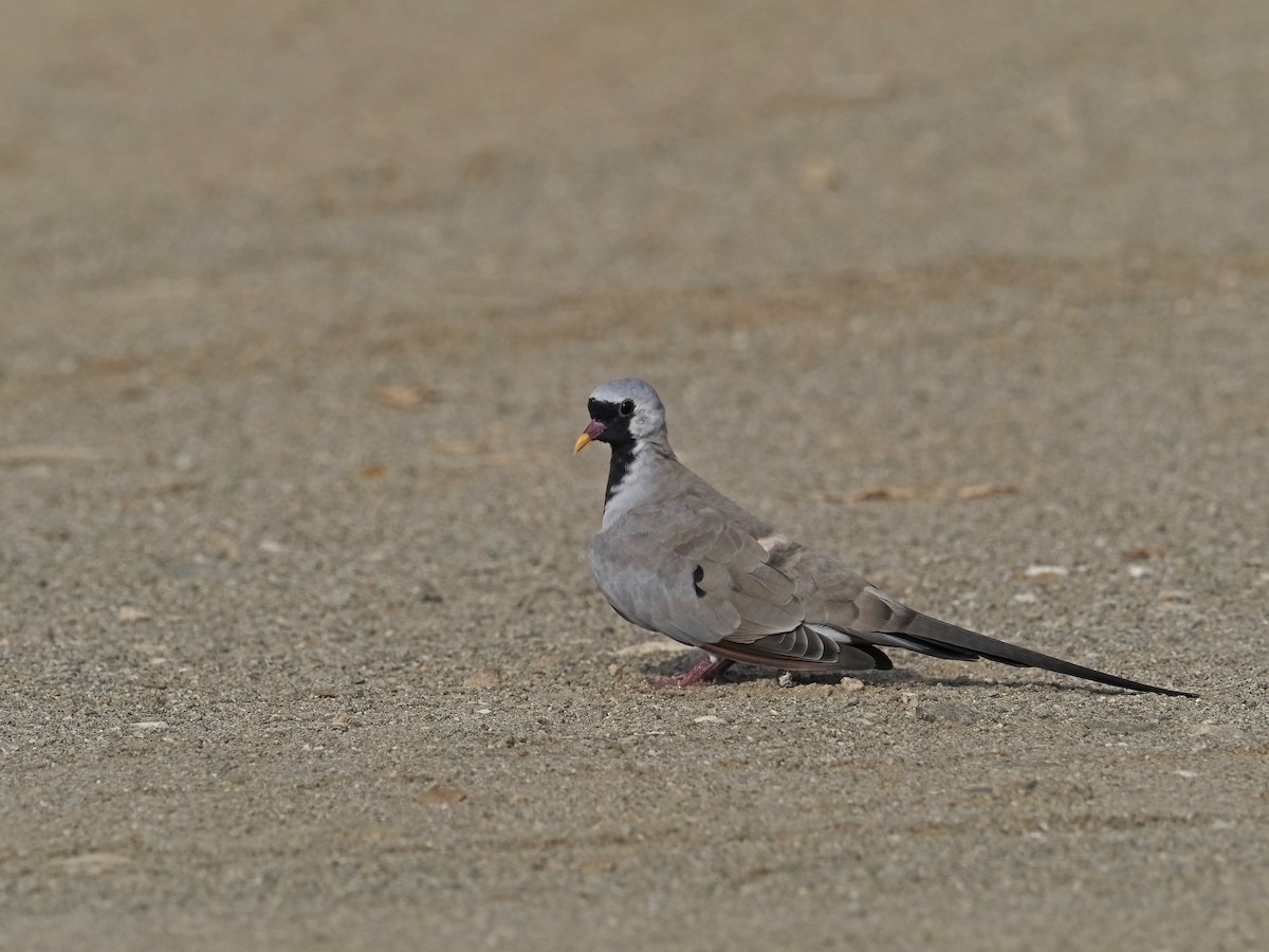 Namaqua Dove - ML639553133