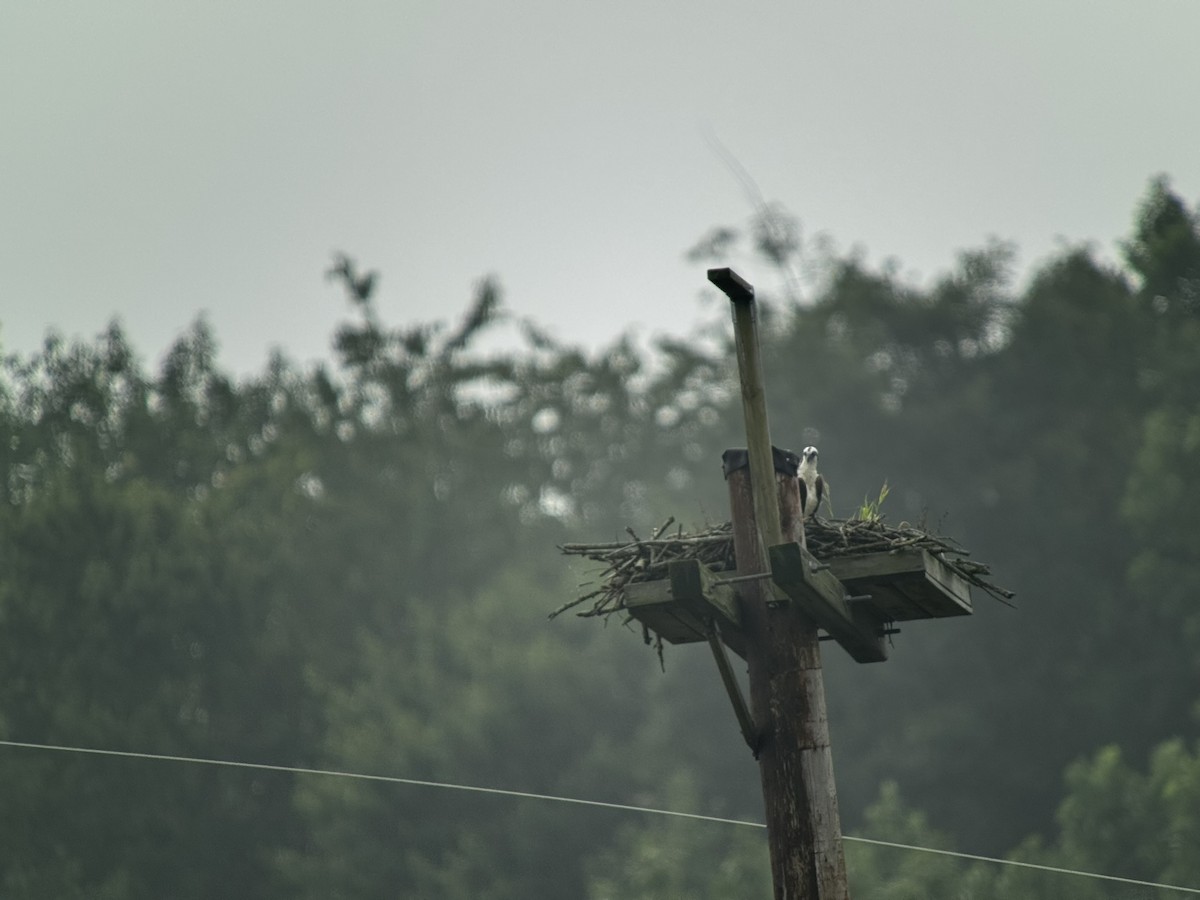 Osprey - ML639553137