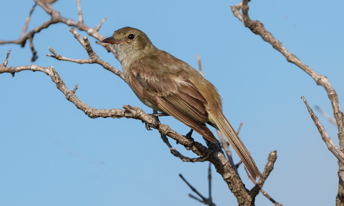 Caribbean Elaenia - ML639553190