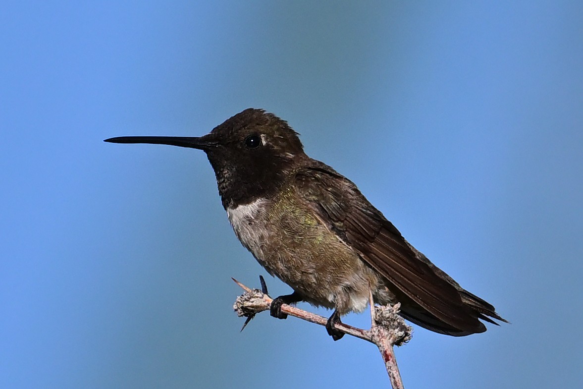 svartstrupekolibri - ML639553247