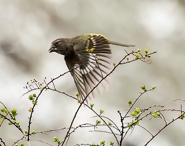 White-winged Grosbeak - ML639553255