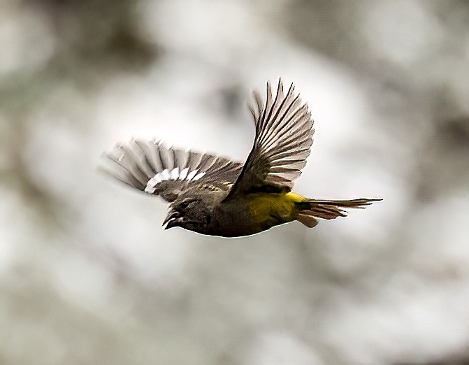 White-winged Grosbeak - ML639553256