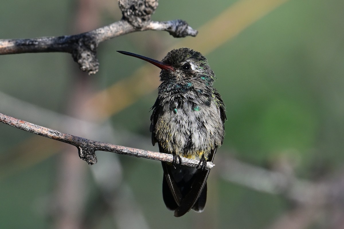 brednebbkolibri - ML639553306