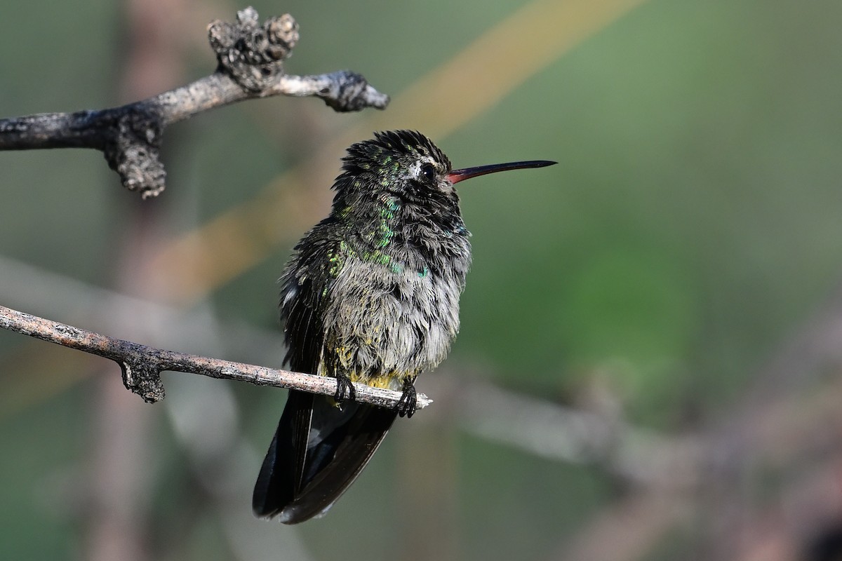 brednebbkolibri - ML639553307