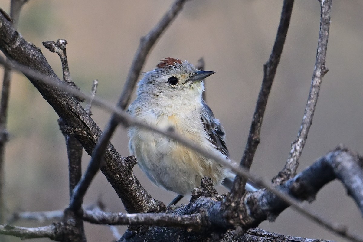 mesquiteparula - ML639553319
