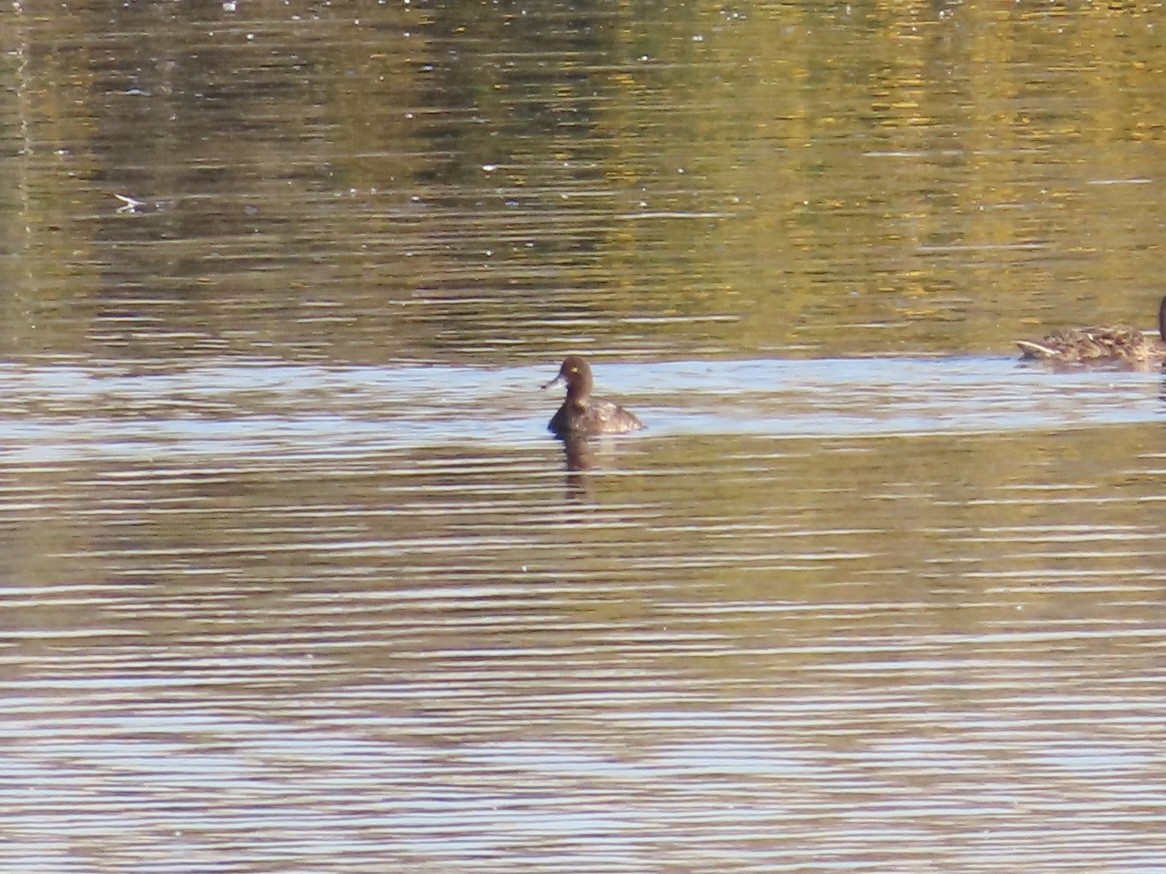 purpurhodeand - ML639553459