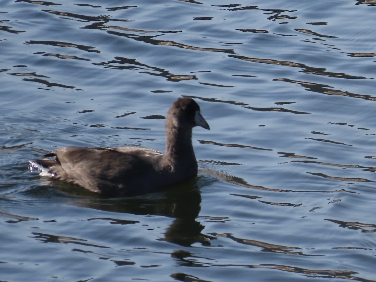 amerikasothøne - ML639553462