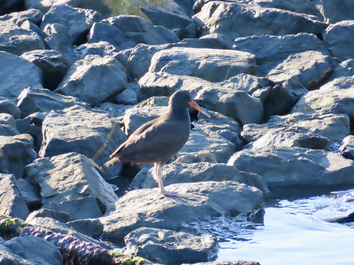 amerikasvarttjeld - ML639553469