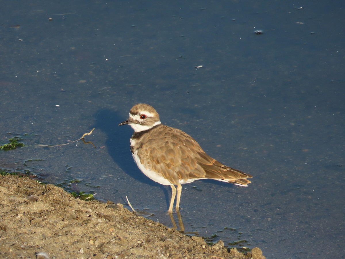 tobeltelo - ML639553474