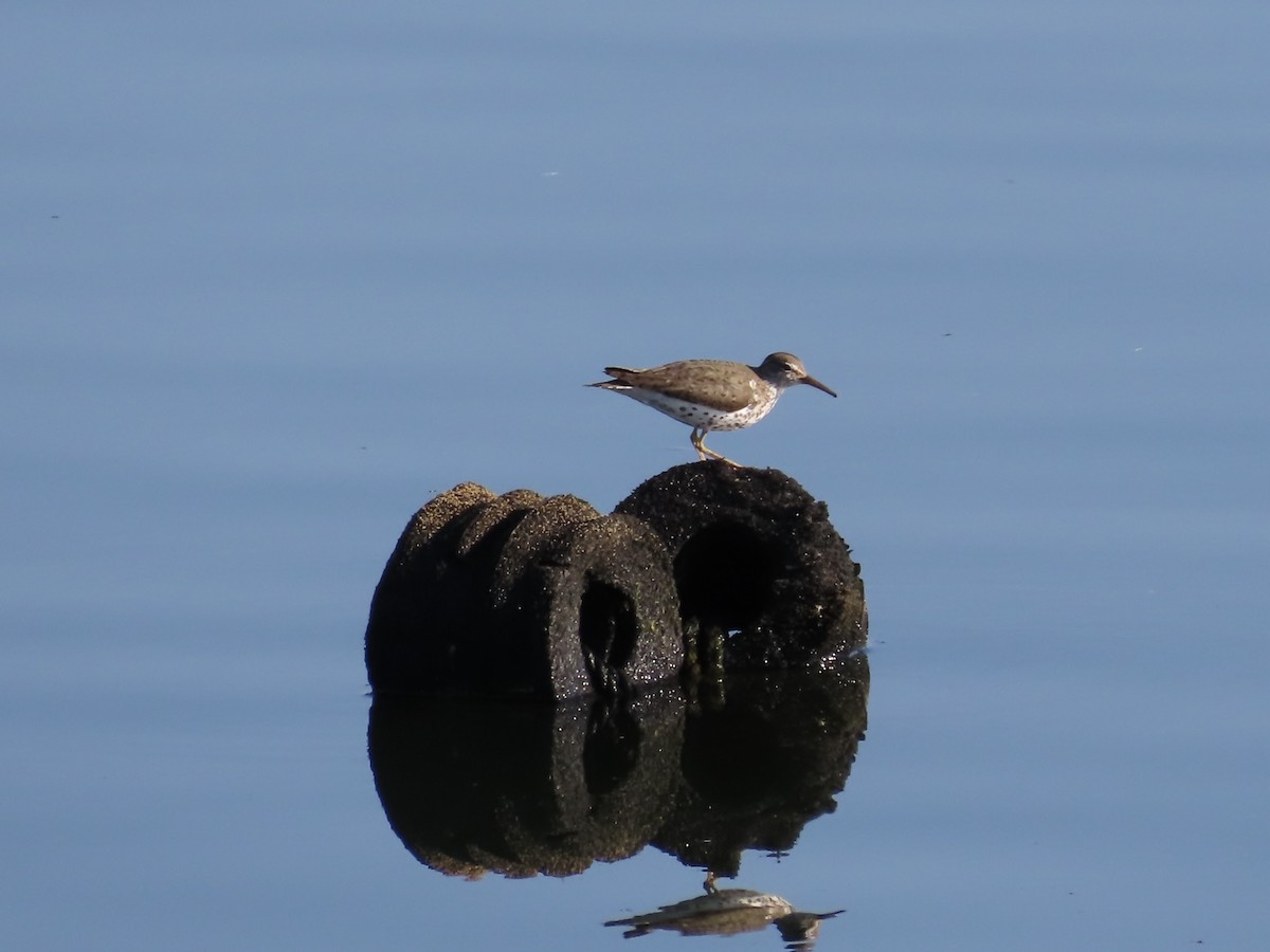 flekksnipe - ML639553477