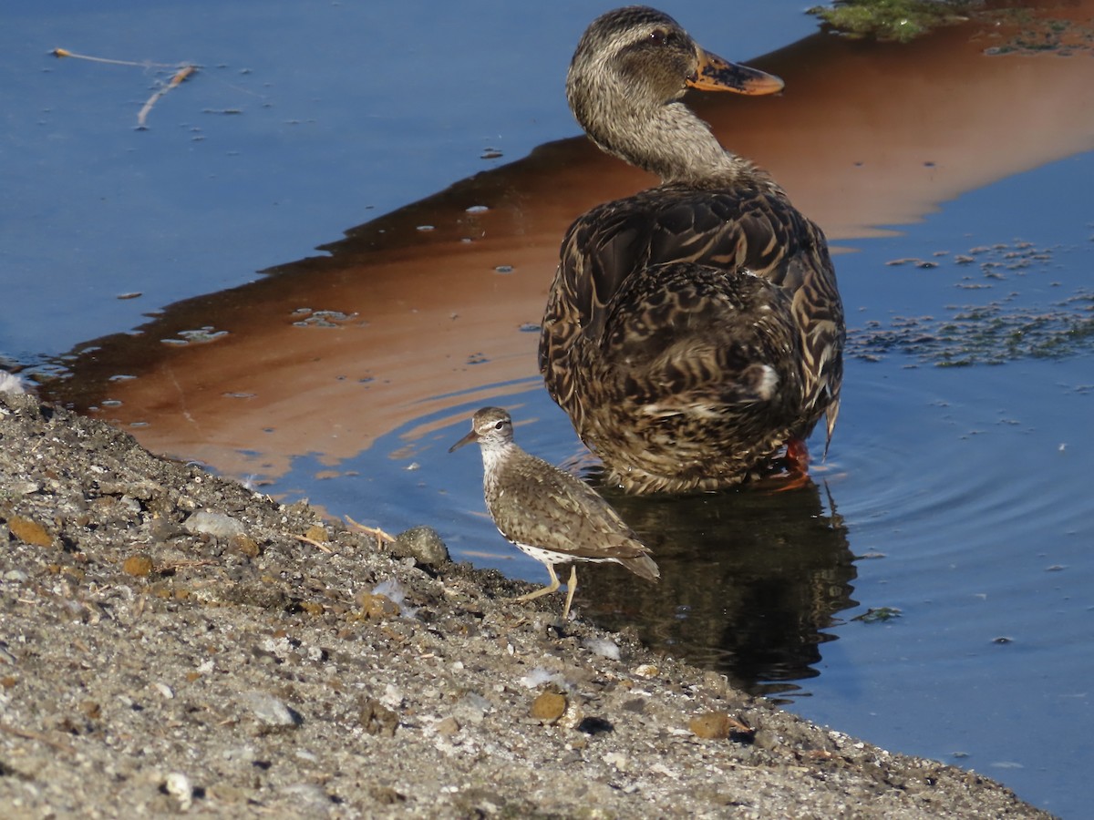 flekksnipe - ML639553478