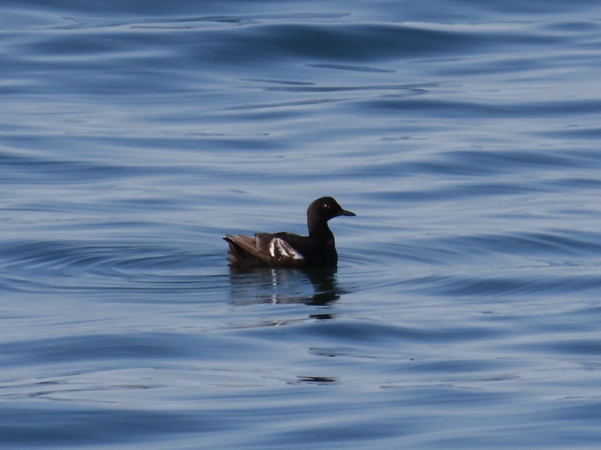 beringteist - ML639553481