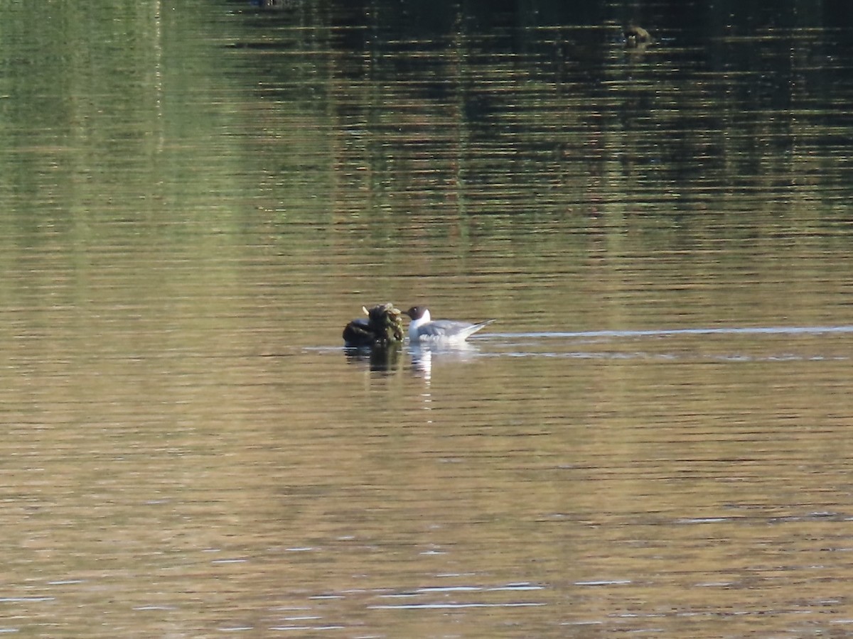 kanadahettemåke - ML639553486