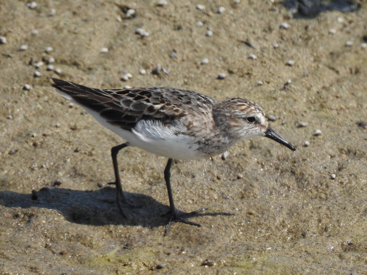 Semipalmated Sandpiper - ML639553539
