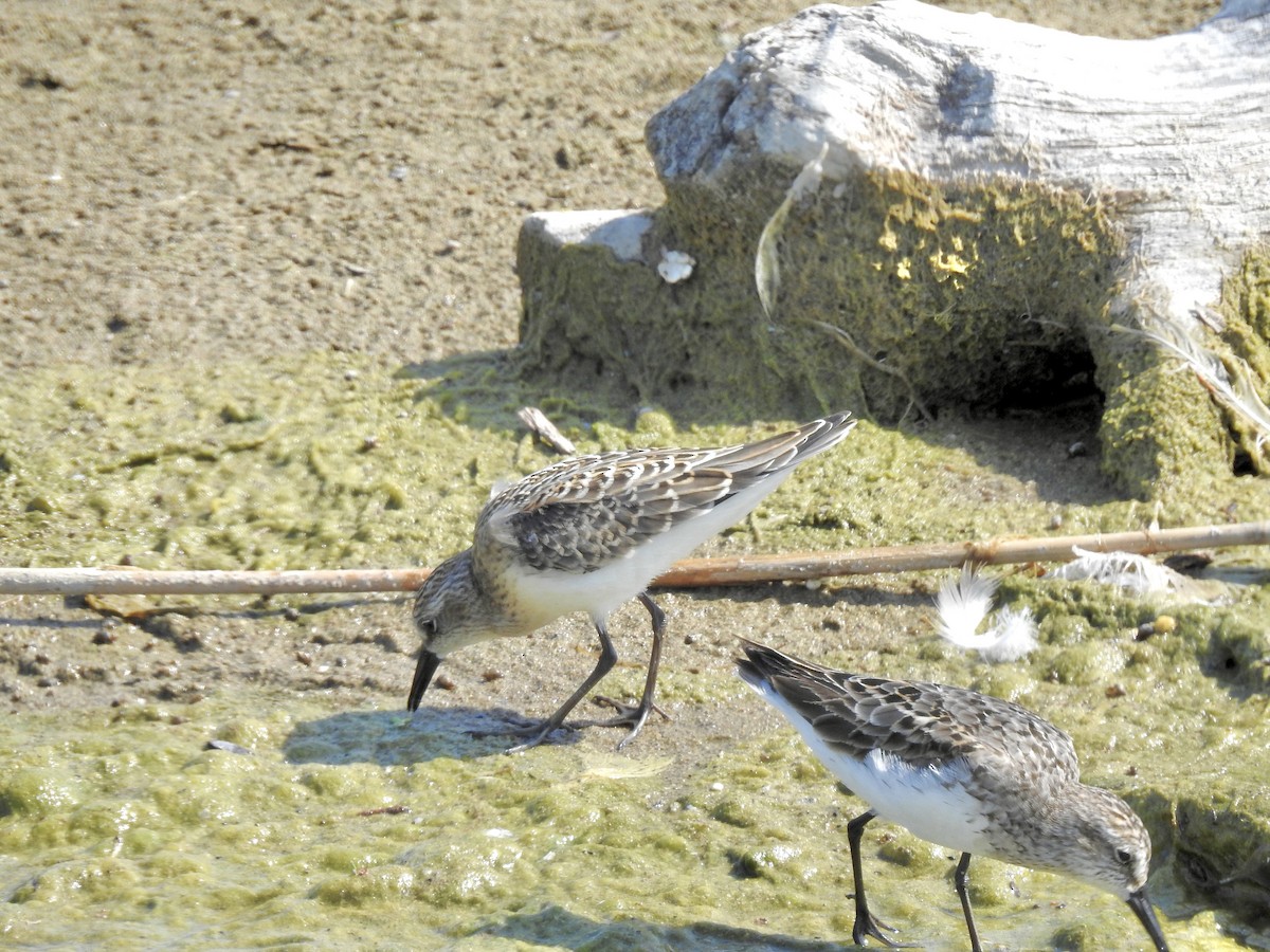 Semipalmated Sandpiper - ML639553541