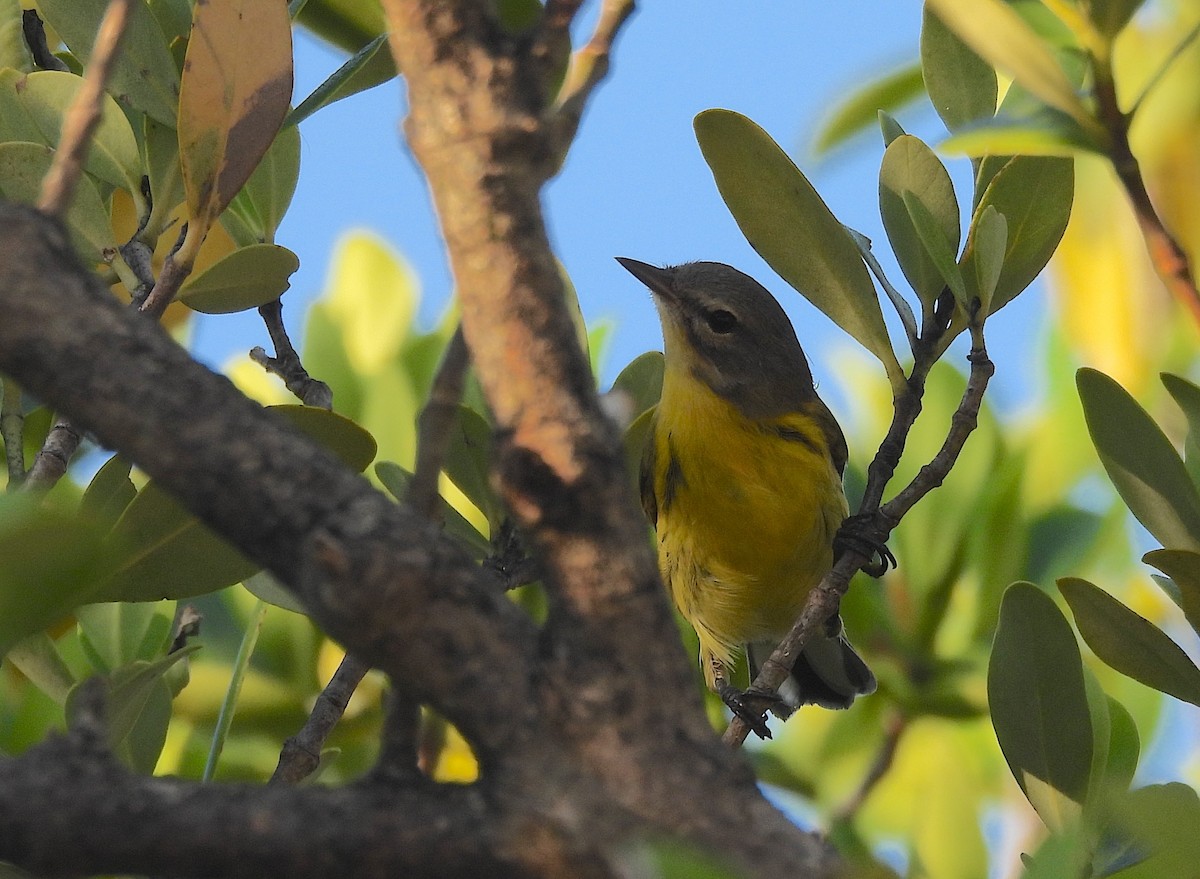Prairie Warbler - ML639553542
