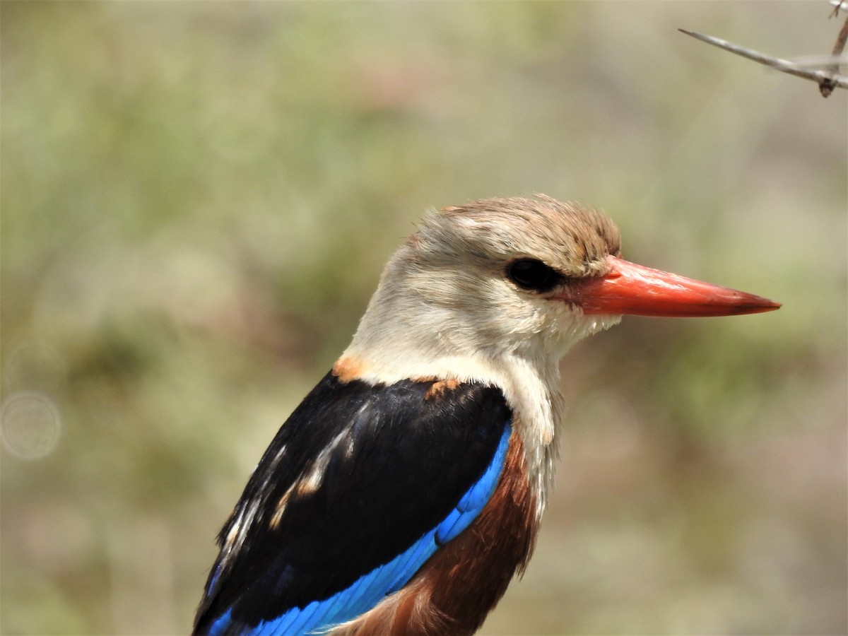 Gray-headed Kingfisher - ML639553545