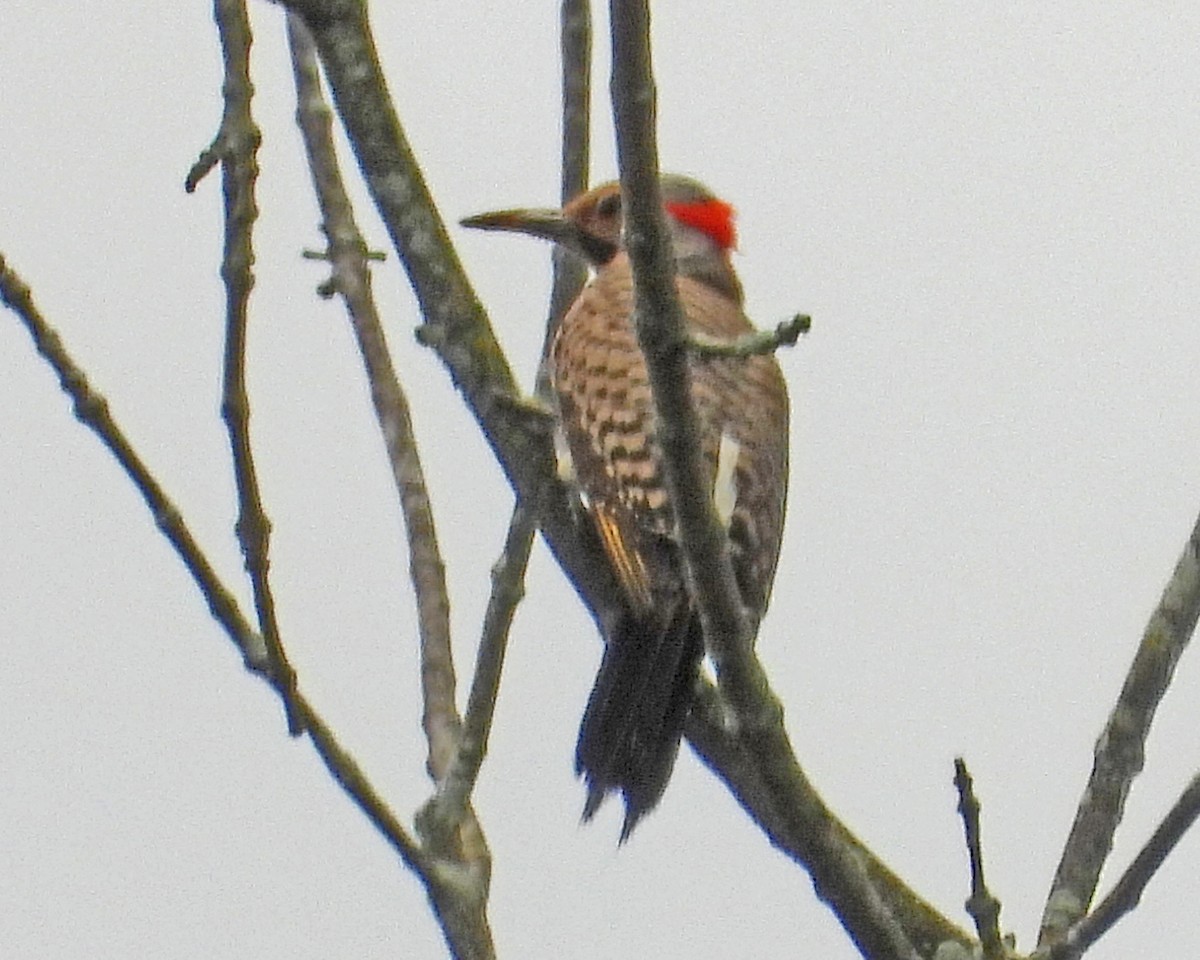 Northern Flicker - ML639553558