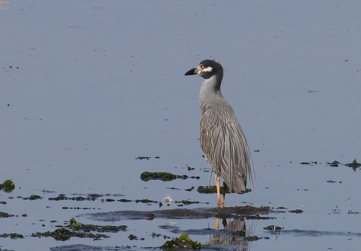Yellow-crowned Night Heron - ML639553567
