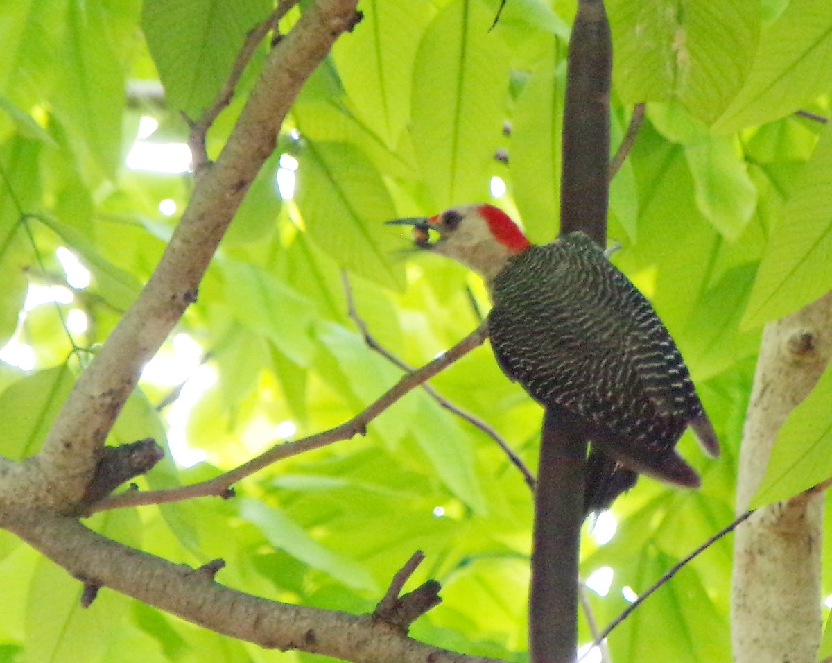 Golden-fronted Woodpecker - ML639553570