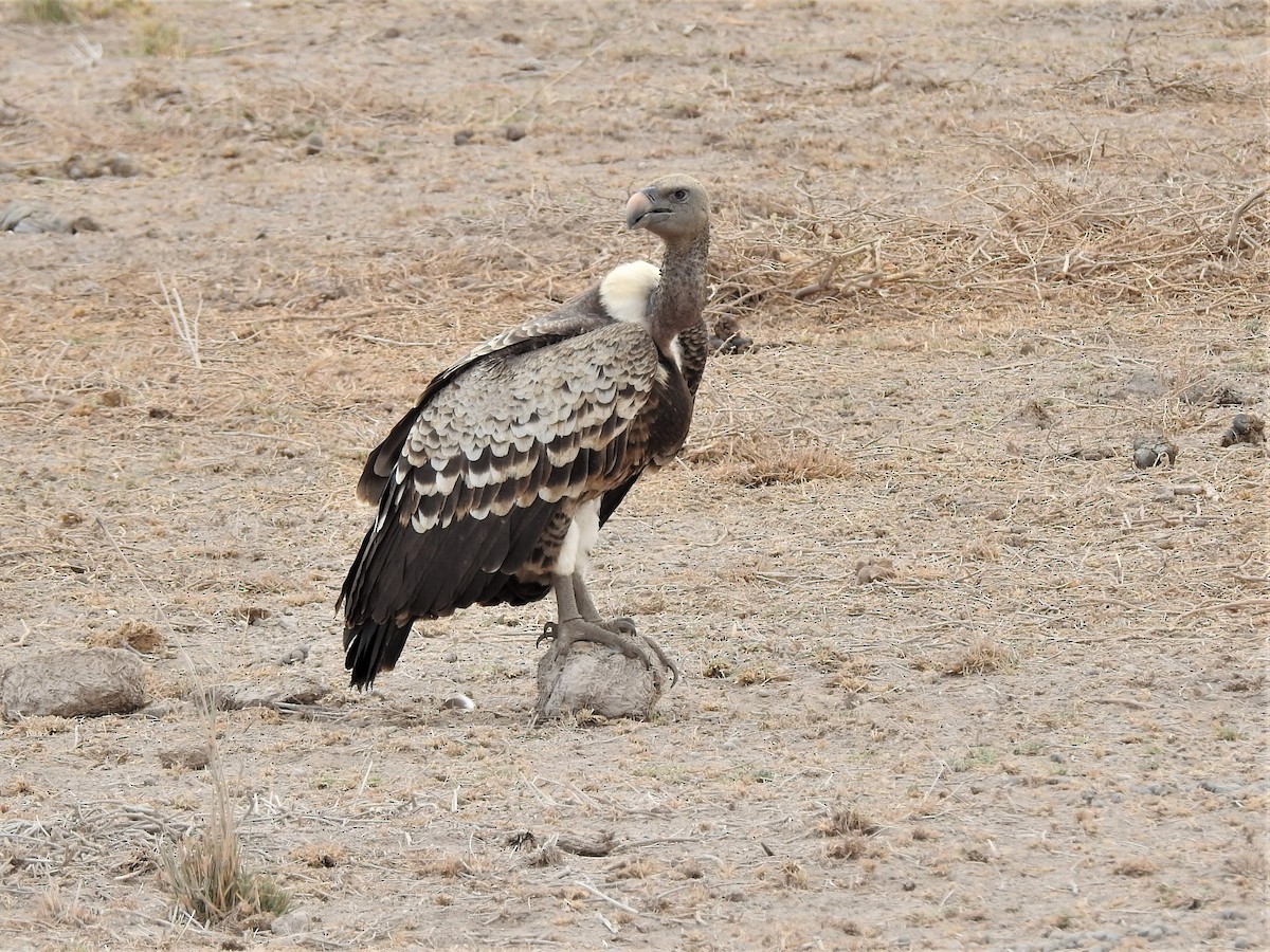 Rüppell's Griffon - ML639553574