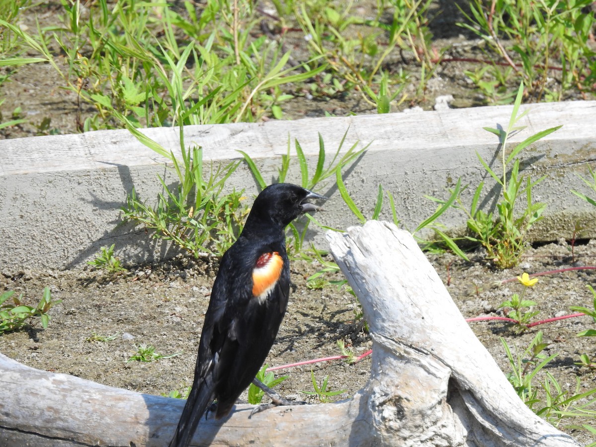 Red-winged Blackbird - ML639553576