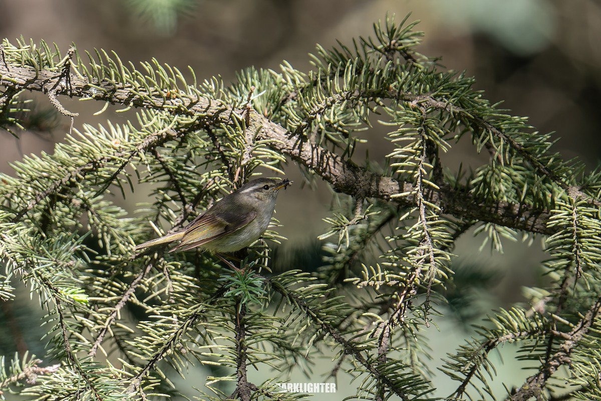 Gansu Leaf Warbler - ML639553589