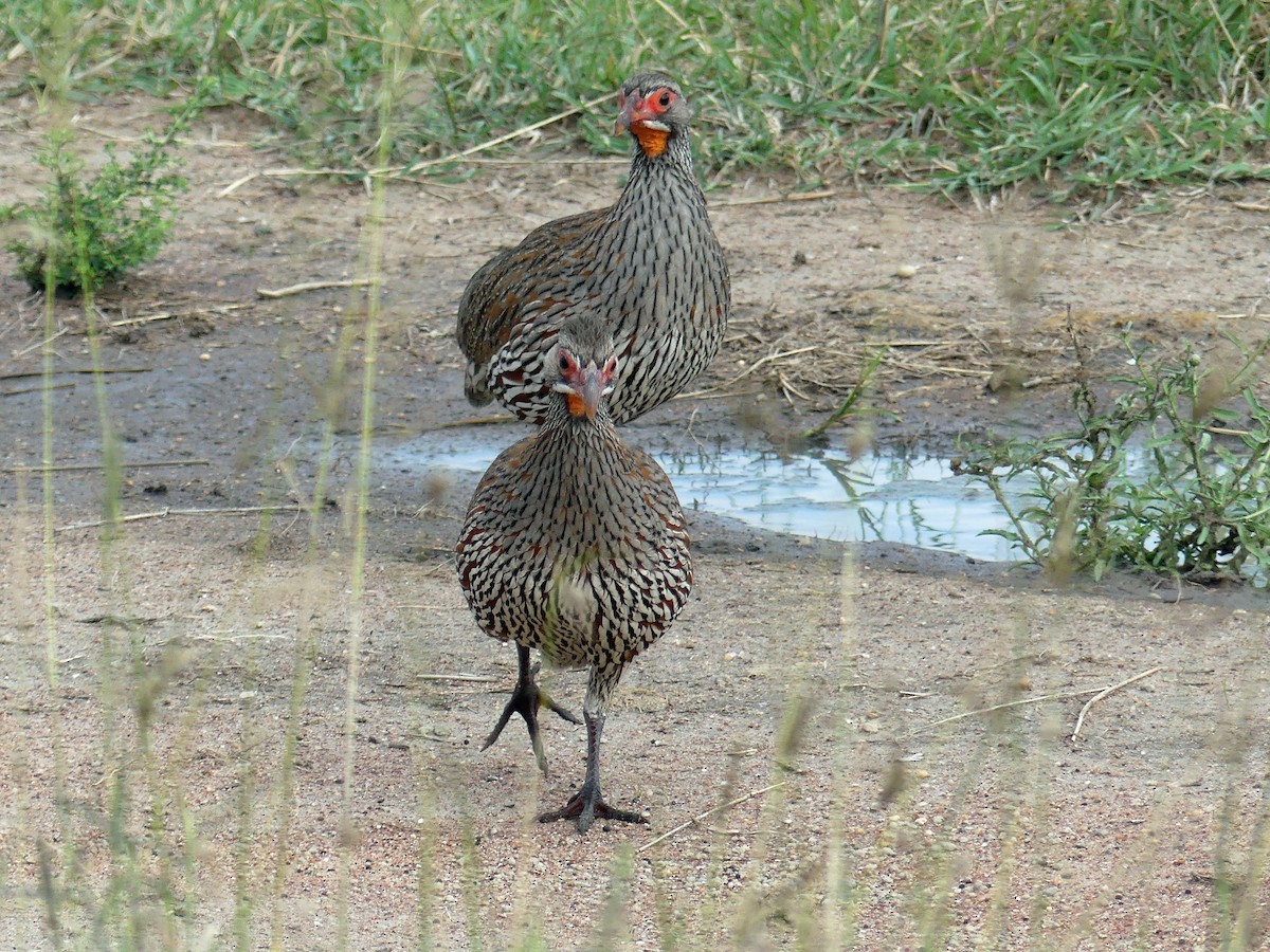 Gray-breasted Spurfowl - ML639553594